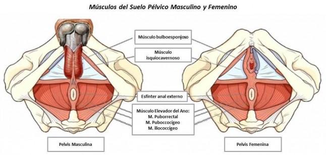 Musculos del suelo pelvico masculino y femenino